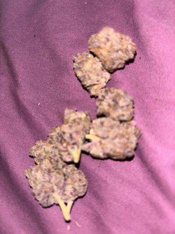 585-305-1931, 27  female escort, Ocala